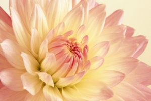 Pale Pink and Yellow Dahlia391607374 300x200 - Pale Pink and Yellow Dahlia - yellow, Single, Pink, Pale, Dahlia